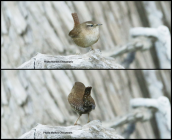 Eurasian Wren (Troglodytes troglodytes) at Parnitha mountain