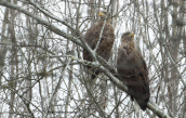A pair of white-tailed Sea-eagles 	( Haliaeetus albicilla) at Kerkini (Macedonia)