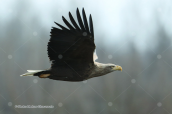 White-tailed Sea-eagle ( Haliaeetus albicilla) at Kerkini (Macedonia)