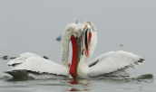 Dalmatian pelicans fighting at Kerkini lake