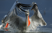 Dalmatian pelican ( Pelecanus crispus)  at Kerkini lake