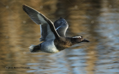 Garganey (Anas querquedula) at Tritsis park (Athens)