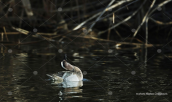 Garganey (Anas querquedula) at Tritsis park (Athens)