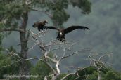 Black vulture