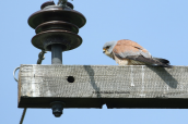 Lesser Kestrel (Falco naumanni) at