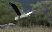 Egyptian vulture (Neophron percnopterus) at Dadia forest