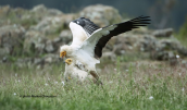 A pair of Egyptian vultures mating at Dadia forest