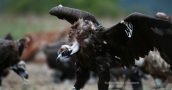 Black vulture at Dadia forest