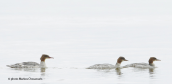 Goosanders (Mergus merganser) at Prespa lakes