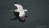 Dalmatian pelican (Pelecanus crispus) at Prespa lakes