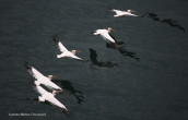 White pelicans (Pelecanus onocrotalus) at Prespa lakes