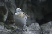 Dalmatian pelican (Pelecanus crispus) at Prespa lakes