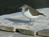 Common sandpiper