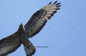 European honey buzzard (Pernis apivorus) at Parnitha mountain