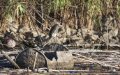 Night heron (Nycticorax nycticorax) at Tritsis park