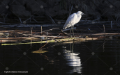 Little egret (Egretta garzetta) at Tritsis park