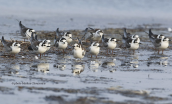 White-winged Terns (Chlidonias leucopterus) at Oropos lagoon