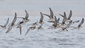 White-winged Terns (Chlidonias leucopterus) at Oropos lagoon