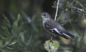 Collared Flycatcher (Ficedula albicollis) at Parnitha mountain
