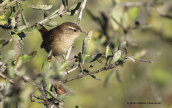 Eurasian Wren (Troglodytes troglodytes) at Parnitha mountain