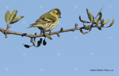 Siskin (Carduelis spinus) at Parnitha mountain