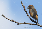 Red crossbill (Loxia curvirostra) at Parnitha mountain