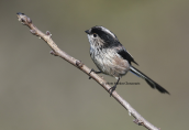 Long-tailed tit (Aegithalos caudatus) at Tritsis park (Athens)