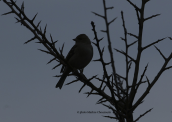 Chaffinch (Fringilla coelebs)