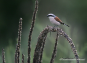 Red-backed shrike