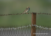Water pipit
