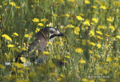 Jay (Garrulus glandarius) at Tritsis park Attica