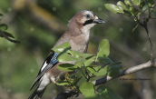 Jay (Garrulus glandarius) at Tritsis park (Attica)