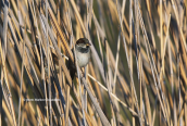 Sparrow at Tritsis park