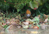Robin