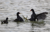 Moorhens fighting (Gallinula chloropus)