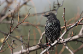 Starling (Sturnus vulgaris)
