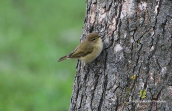Chiffchaff (Phylloscopus collybita)