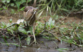 Little bittern (Ixobrychus minutus) at Attica region