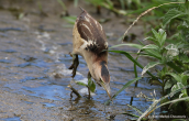 Little bittern (Ixobrychus minutus) at Attica region