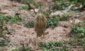 Squacco heron (Ardeola ralloides) at Attica region