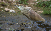 Squacco heron (Ardeola ralloides) at Attica region