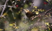 Sedge warbler (Acrocephalus schoenobaenus)