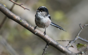 Long-tailed tit (Aegithalos caudatus)
