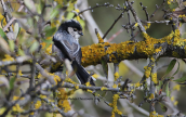 Long-tailed tit (Aegithalos caudatus)