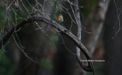 Robin (Erithacus rubecula)