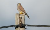Kestrel (Falco tinnunculus)