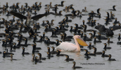 White pelican (Pelacanus onocrotalus) among cormorants at Kerninh lake