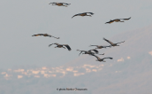 Common cranes (Grus grus) at Kerkini lake