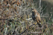 Buzzard (Buteo buteo) at Kerkini lake