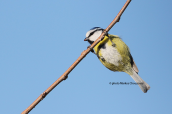 Blue tit (Parus caeruleus) at Kerkini lake